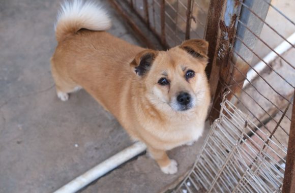 How to: Safely Bring Home Shelter Dog